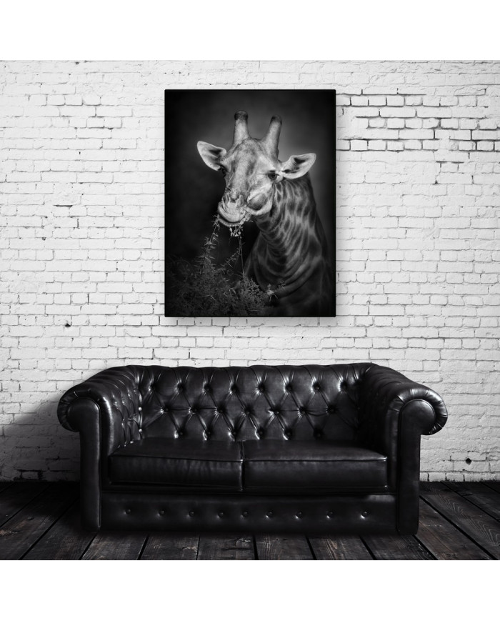 Jirafa, parque nacional Serengueti, Tanzania