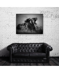 Rugido del león, Parque Nacional Nacional de los Volcanes, Ruanda