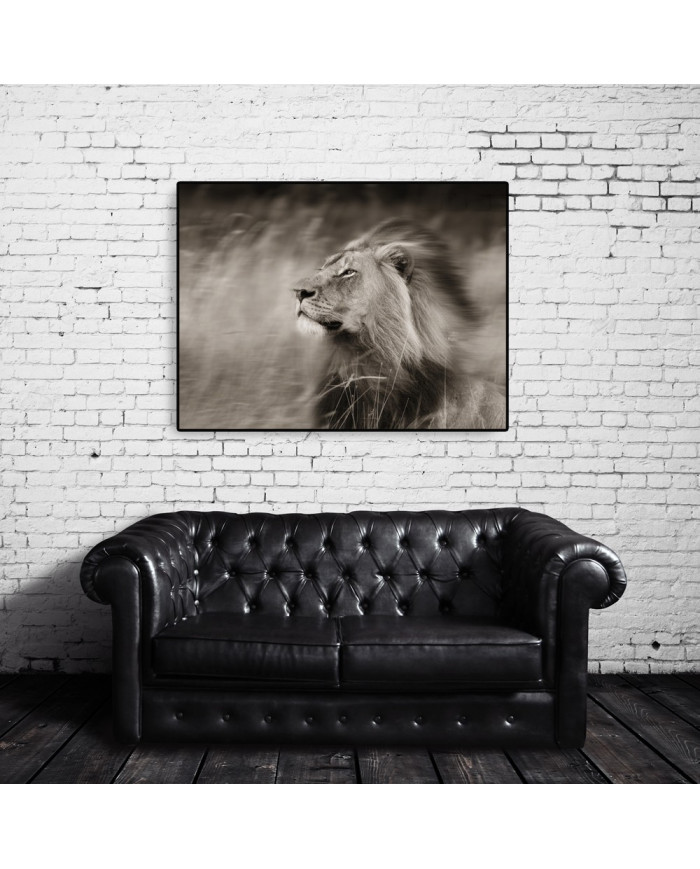 Un león difrutando del viento,Parque Nacional Serengueti,