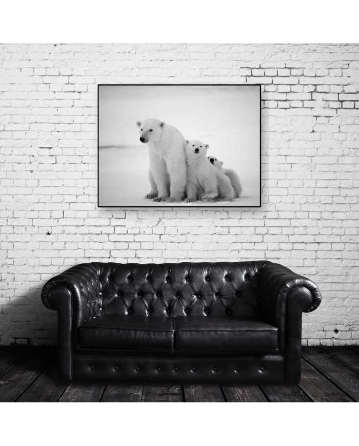 Osos polares, Canadá