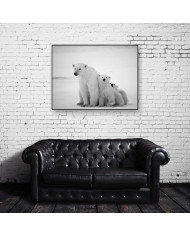 Osos polares, Canadá