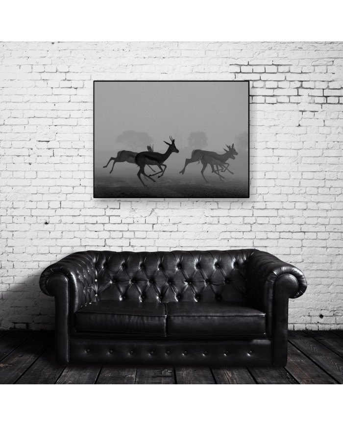 Antílopes en estampida,Kruger National Park,Sudáfrica