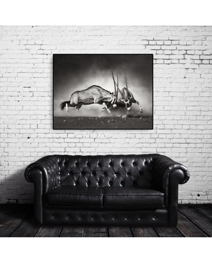 Lucha de antílopes en la sabana, Parque Nacional Etosha, Namibia