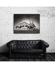 Lucha de antílopes en la sabana, Parque Nacional Etosha, Namibia