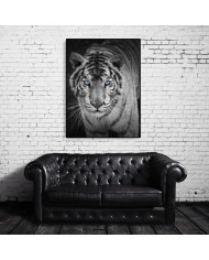 Mirada penetrante del tigre blanco, India