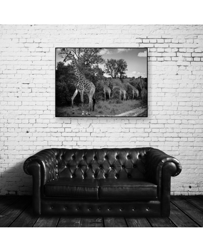 Jirafas en el arque nacional Kruger, SudÁfrica