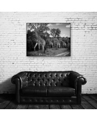 Jirafas en el arque nacional Kruger, SudÁfrica