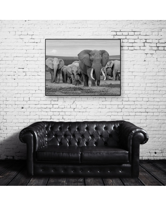 Manada de elefantes,Addo Elephant National Park,Sudáfrica