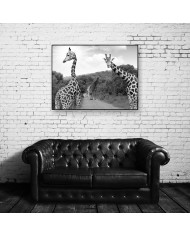 Jirafas, parque nacional Kruger, SudÁfrica