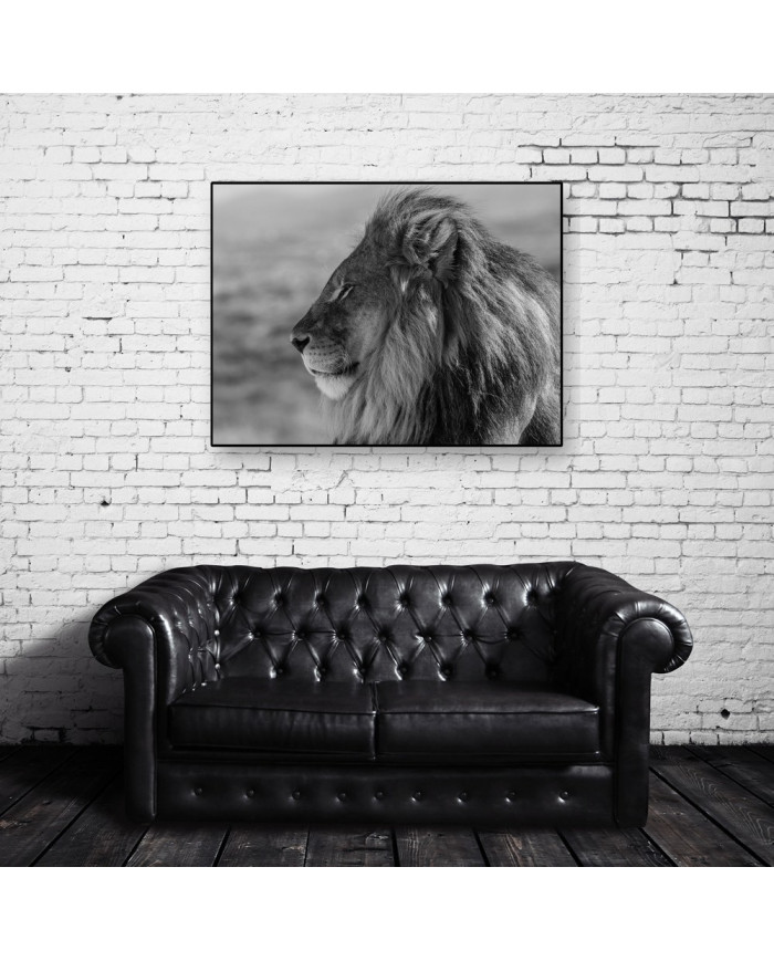 León majestuoso, Parque Nacional Kruger, SudÁfrica