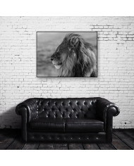 León majestuoso, Parque Nacional Kruger, SudÁfrica