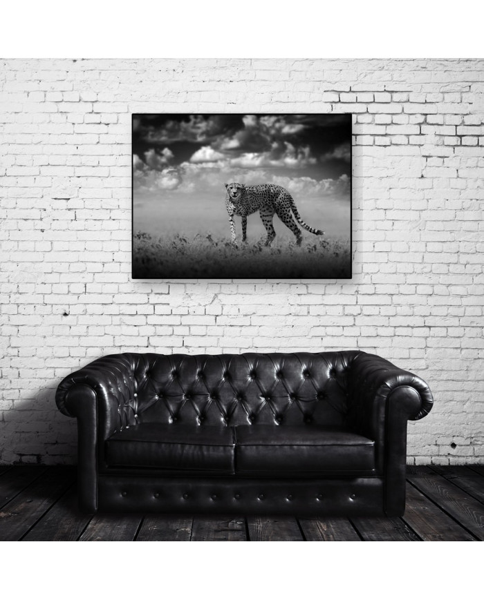 Cheetah, Parque Nacional Masai Mara, Tanzania