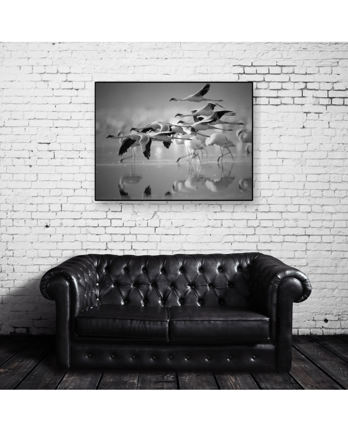 Bandada de flamencos enanos, Parque Nacional Nakuru, Kenia