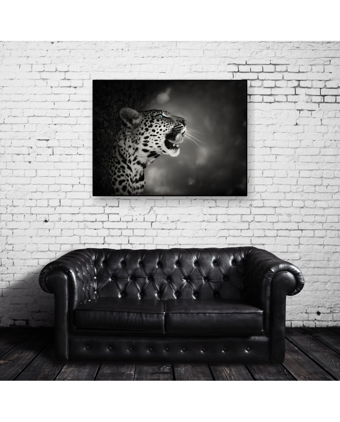 Leopardo, parque nacional Kruger, SudÁfrica