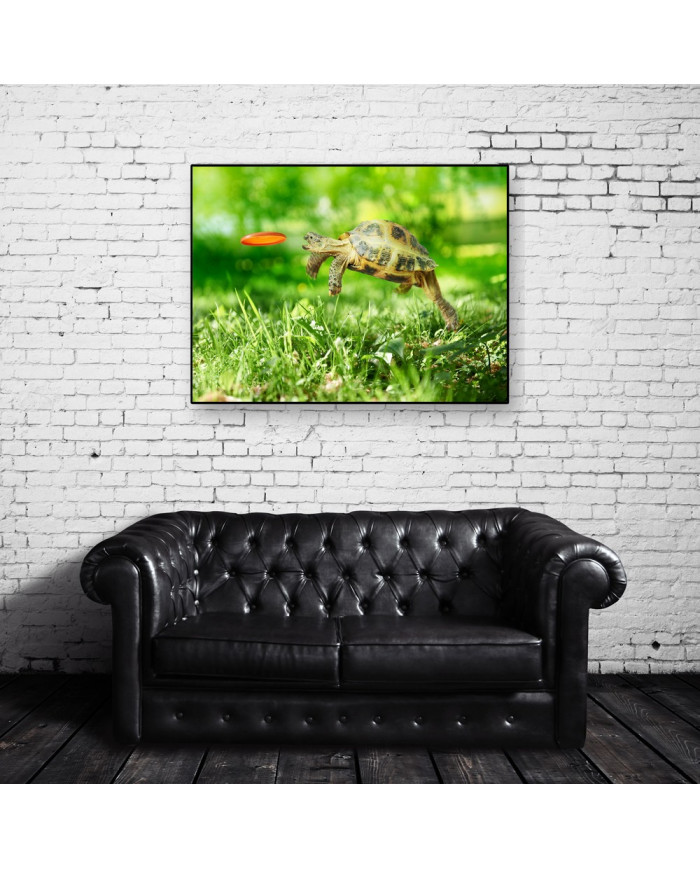 Salto de toruga para coger su frisbee