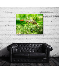 Salto de toruga para coger su frisbee