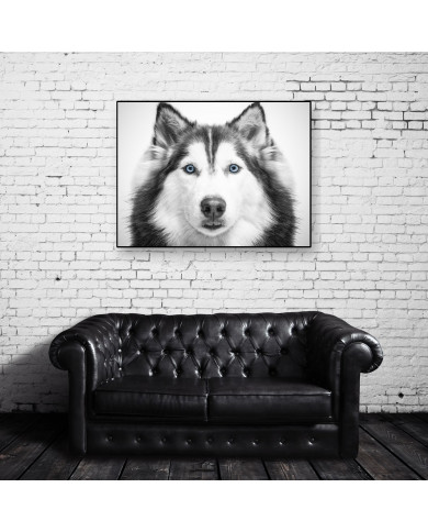 Husky siberiano Husky siberiano
