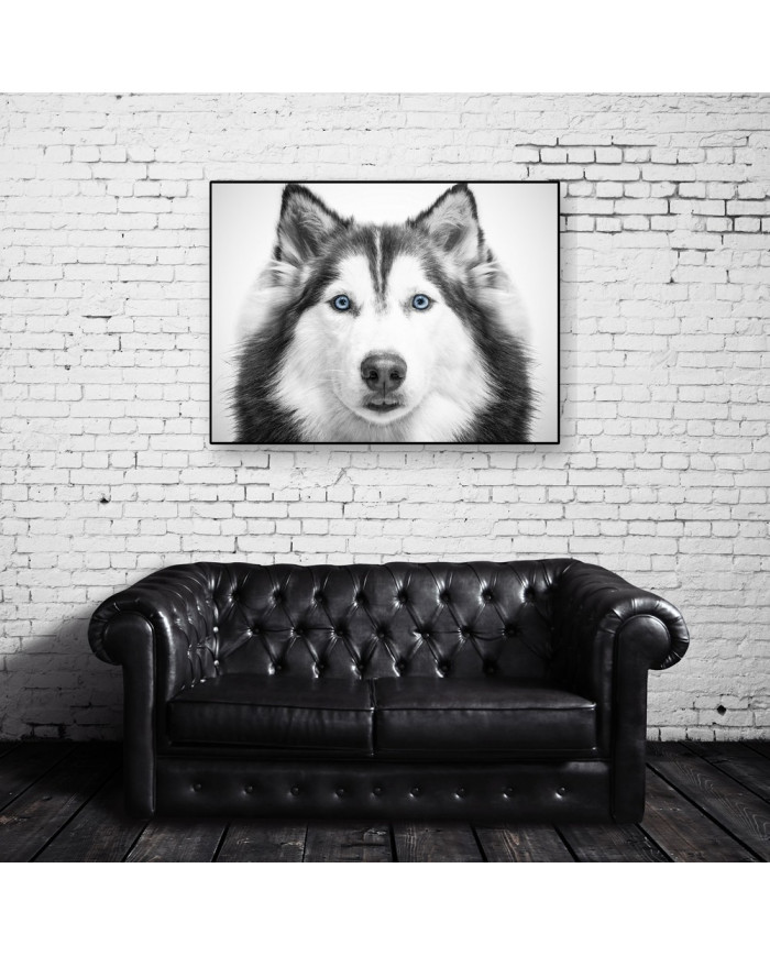 Husky siberiano