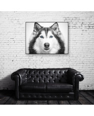Husky siberiano