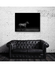 Cebra del Parque Nacional de Ngorongoro,Tanzania