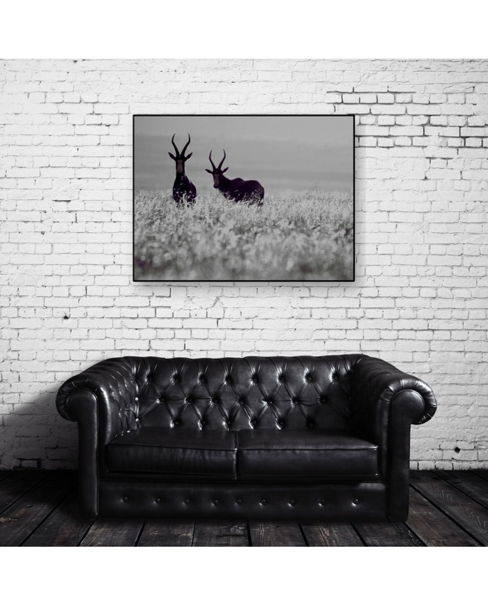 Antílopes, Golden Gate National Park, South Africa