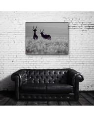 Antílopes, Golden Gate National Park, South Africa