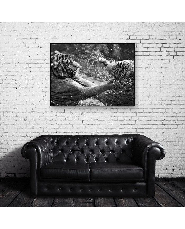 Tigres jugando en el agua