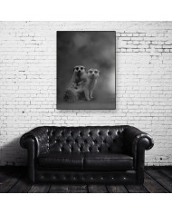 Pareja de suricatas, Desierto de Kalahari, Botswana