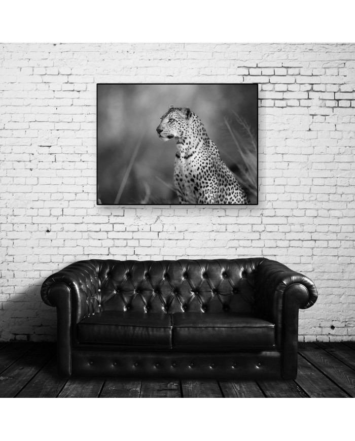 Leopardo, parque nacional Kalahari, SudÁfrica