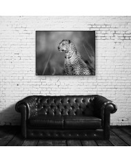 Leopardo, parque nacional Kalahari, SudÁfrica