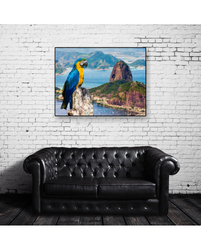 Guacamayo,Rio de Janeiro,Brasil