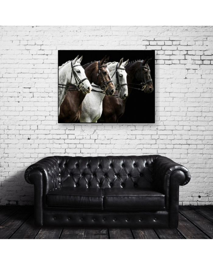 Caballos de competición