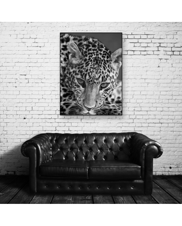 Leopardo, Parque Nacional Serengueti, Tanzania