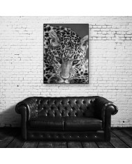 Leopardo, Parque Nacional Serengueti, Tanzania