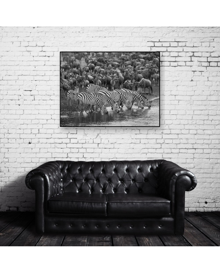 Cebras en migración, Parque Nacional Masai Mara, Kenia