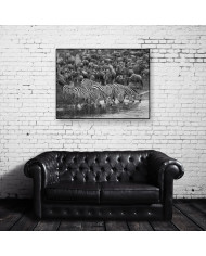 Cebras en migración, Parque Nacional Masai Mara, Kenia