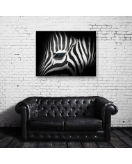 Retrato de una cebra,Parque Nacional Kruger,SudÁfrica