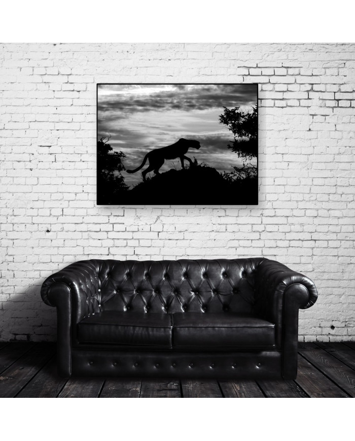 Leopardo al atardecer, Parque Nacional Chobe, Botswana