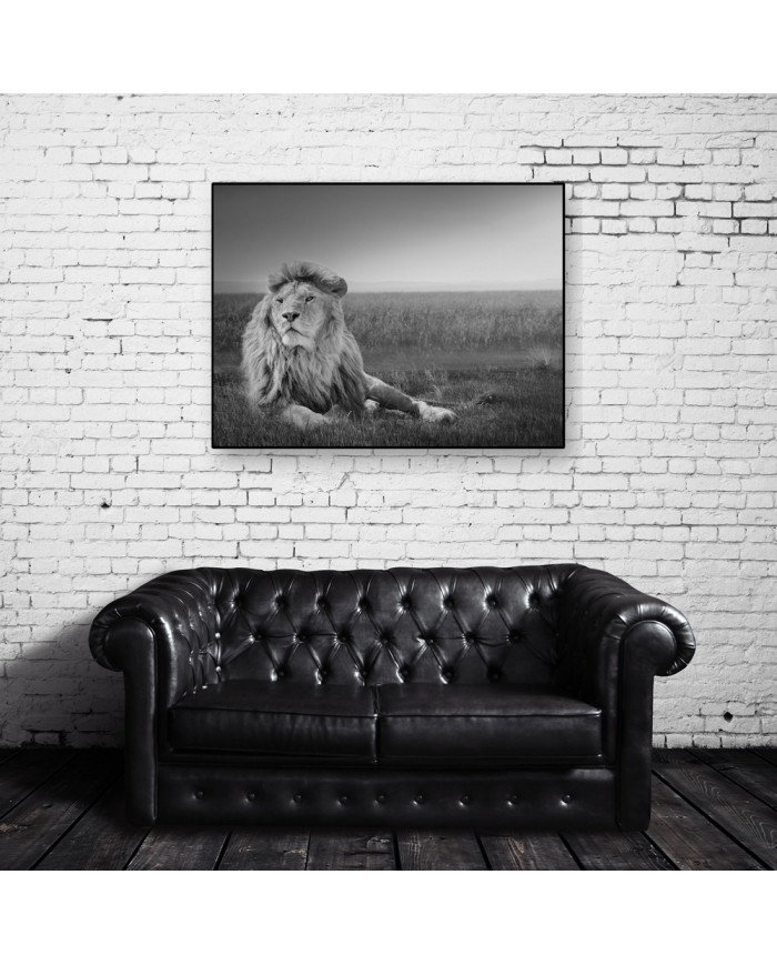 León en la sabana,Parque Nacional Masai Mara,Kenia