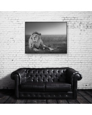 León en la sabana,Parque Nacional Masai Mara,Kenia