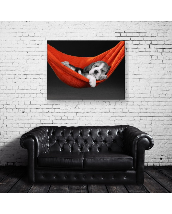 Beagle en una hamaca