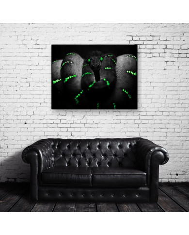 Anaconda Anaconda