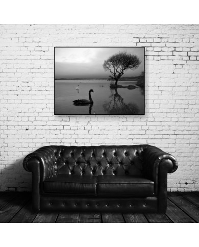 Cisne negro Cisne negro
