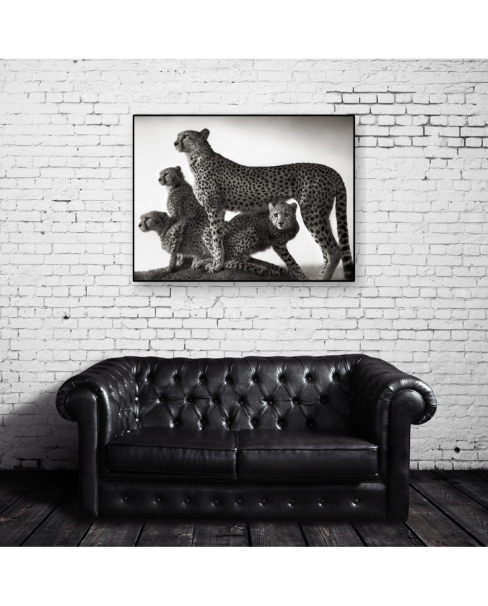 Familia de cheetas en el parque Masai Mara, Tanzania