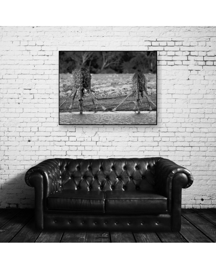 Jirafas bebiendo, Kruger National Park, Sudáfrica