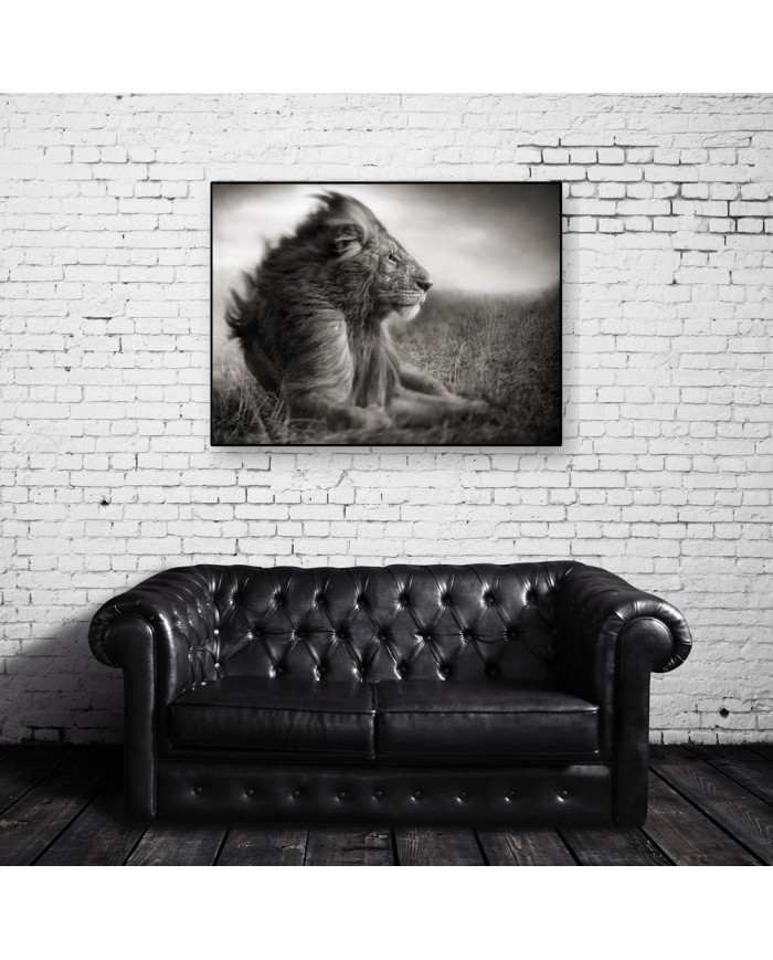 León, Parque Nacional Serengueti, Tanzania