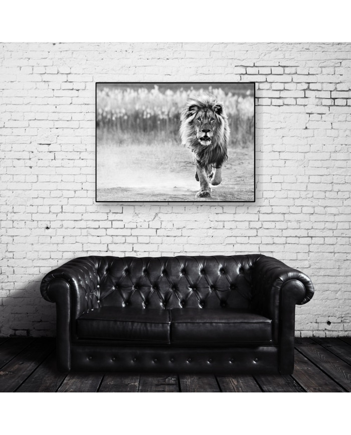 León, Parque Nacional Serengueti, Tanzania