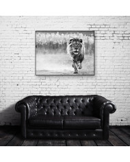 León, Parque Nacional Serengueti, Tanzania