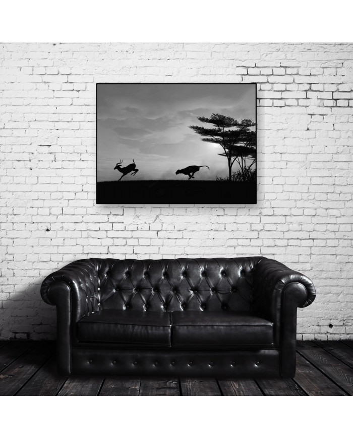 Leopardo cazando, Parque Nacional Chobe, Botswana