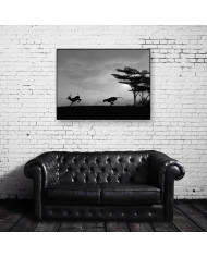 Leopardo cazando, Parque Nacional Chobe, Botswana